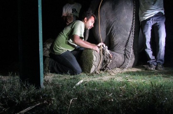 Слон се разплака след освобождаването си