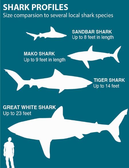 видове акули