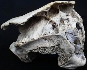 Открит в България предполагаем череп на минотавър
