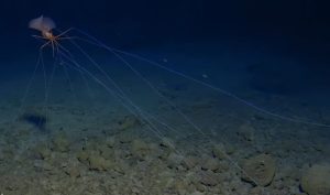 Океанското дъно, а не космосът, може да бъде следващата граница в изследването