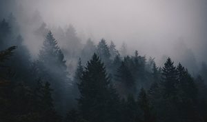 Човек забелязва бързо движещ се „Бигфут“ в преследването на Канок в Англия