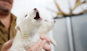 Прави ли „прекратяването на изчезването“ хората по-спокойни с изчезването?