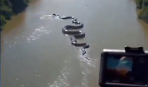 Видео на предполагаеми гигантски спорове и дебати на Anaconda Sparks
