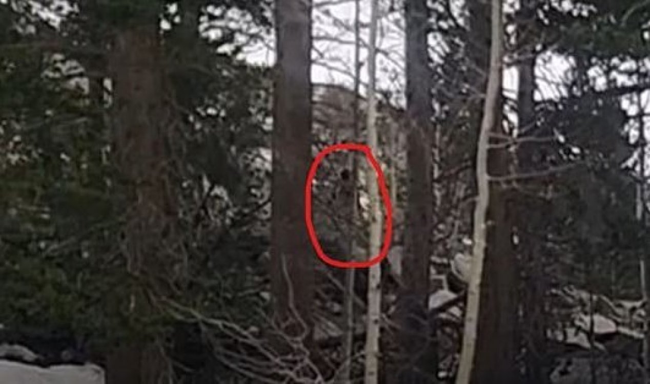 Bigfoot