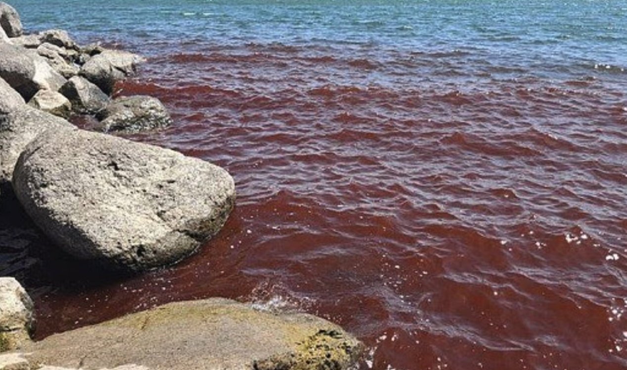 Кръвно червено море