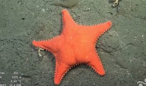 Причудлив звезден рибка с големи задни подкани SPONGEBOB сравнения