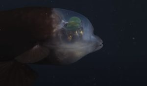 Забележителната извънземна риба с дълбоко море има напълно прозрачна глава