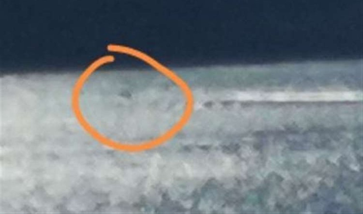 Питър Хойл вижда Неси