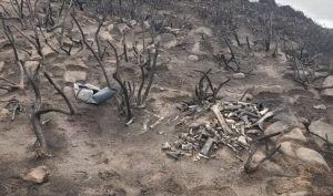 Мистериозни животински кости, намерени на мястото на горския пожар на хълм в Единбург