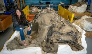 Нова находка от вкаменелости може най-накрая да разреши мистерията на „миниатюрния T. rex“