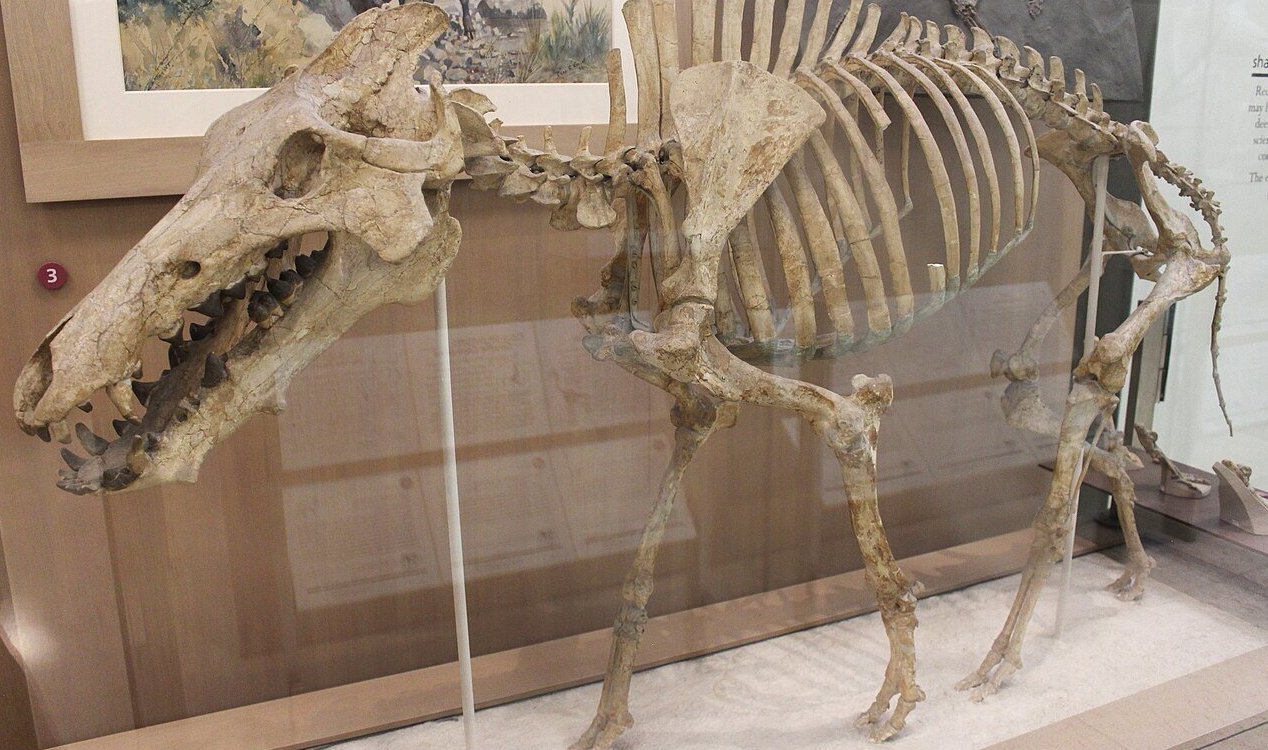 Археотериум