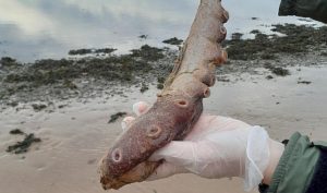 Останки от гигантски октопод, открити на шотландския плаж