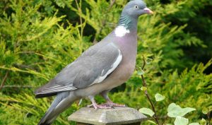 Русия създава био-дронове „шпионски гълъби“ с компютърни чипове