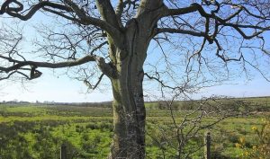 Американци в шест американски щата предупредиха за заплахата от „експлодиращи дървета“