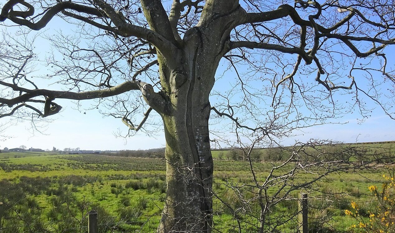 Напукано от скреж дърво