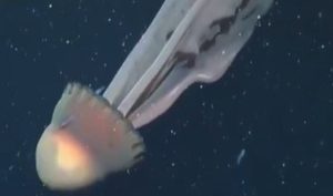 Огромна дълбоководна медуза, заснета край бреговете на Аржентина