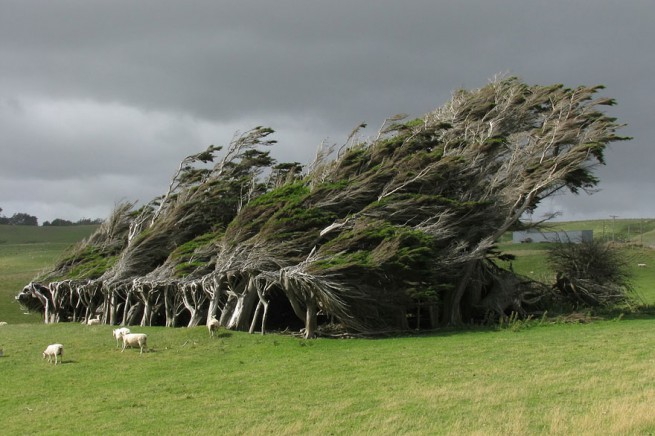 Вятърните дървета в Нова Зеландия