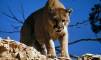 Възможен Mountain Lion, заснет извън дома в Рочестър, Ню Йорк