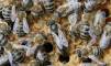 Irate Beekeeper задава рояк от пчели на полицаи по време на спиране на движението